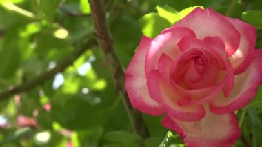 Bahçedeki parlak pembe gül çiçeğinin 4K videosu. Yeşil yapraklı güzel narin bitki arka planı. Baharda doğal güzellik kavramı 