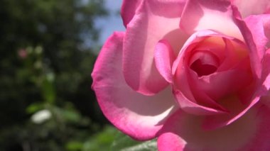 Bahçedeki parlak pembe gül çiçeğinin 4K videosu. Yeşil yapraklı güzel narin bitki arka planı. Baharda doğal güzellik kavramı 