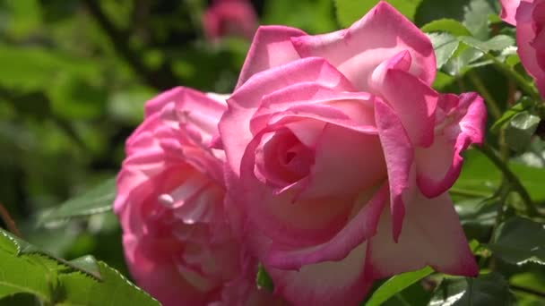 Vídeo Close Rosa Brilhante Flor Rosa Jardim Fundo Planta Delicada — Vídeo de Stock