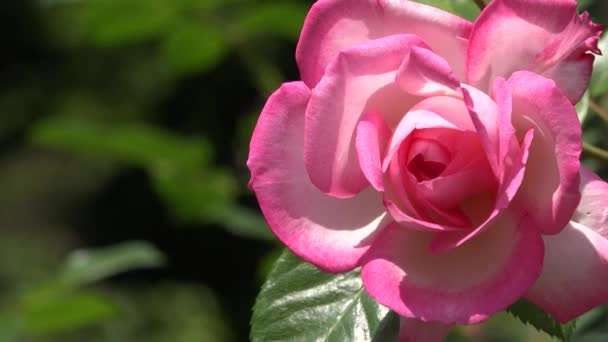 Video Primer Plano Rosa Brillante Flor Jardín Hermoso Fondo Planta — Vídeos de Stock