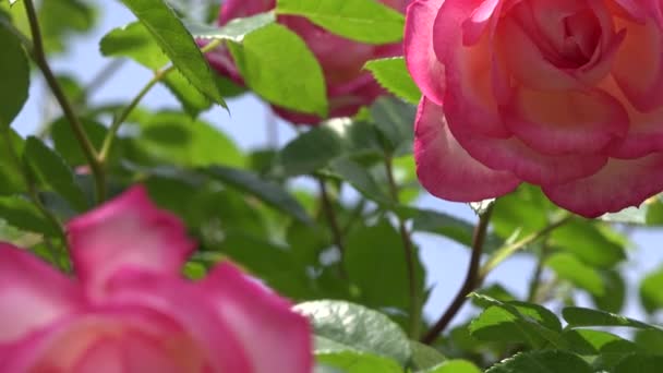 Vidéo Gros Plan Rose Vif Rose Fleur Dans Jardin Beau — Video