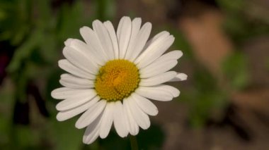 Yeşil yapraklı beyaz papatya çiçeğinin 4K videosu. Papatya bitkileri vahşi doğada yetişir. İlkbaharda doğal güzellik 
