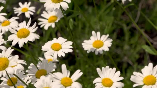 Vídeo Flor Margarida Branca Com Folhas Verdes Camomila Plantas Fundo — Vídeo de Stock