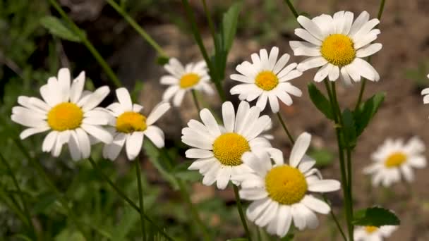 Video Bílé Sedmikrásky Květina Zelenými Listy Heřmánek Rostliny Pozadí Přírodě — Stock video