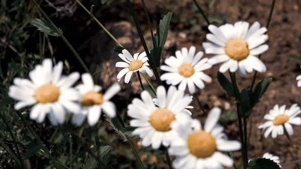 Flor Margarida Branca Com Folhas Verdes Com Efeito Vintage Muito — Fotografia de Stock