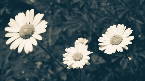 Flor Margarida Branca Com Folhas Verdes Com Efeito Vintage Azul — Fotografia de Stock