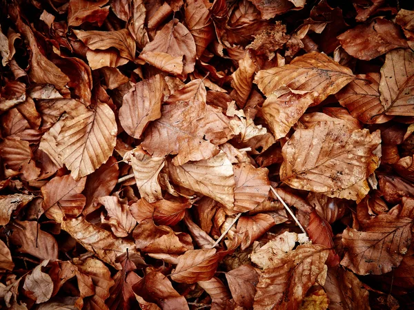 Gedroogde bladeren close-up — Stockfoto