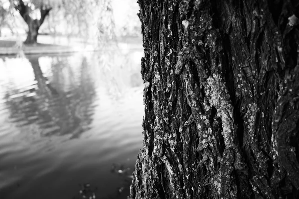 Parque árvore latido lago — Fotografia de Stock