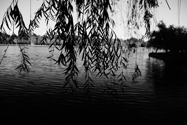 Willow, fekete-fehér tó — Stock Fotó