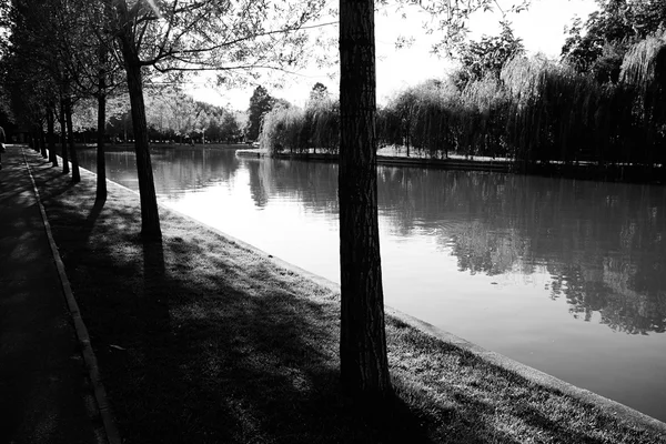 Parque árbol lago blanco y negro — Foto de Stock