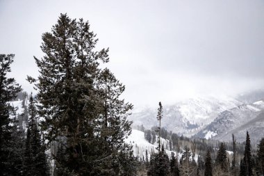 Arka planda sisli bir dağ olan ağaç bulutlu bir günde çok az görüş ve kar ile kaplıdır..