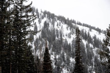 Arka planda sisli bir dağ olan ağaç bulutlu bir günde çok az görüş ve kar ile kaplıdır..