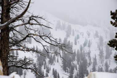 Bir kanyonun girişinde parçalanmış ağaç dalları..