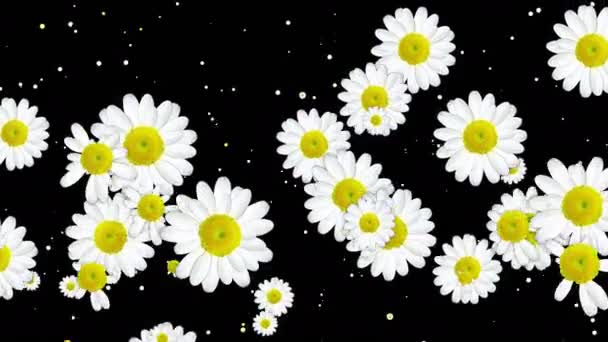Bunte florale Hintergrund — Stockvideo