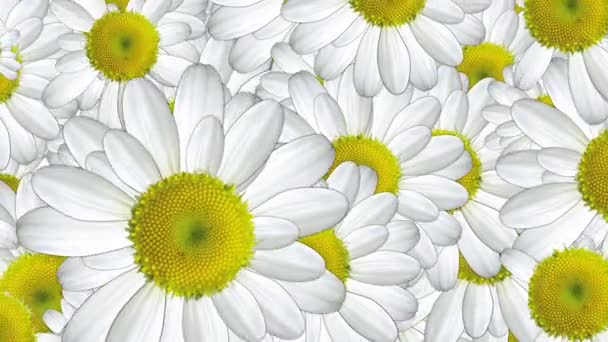 Färgglada blommor bakgrund — Stockvideo