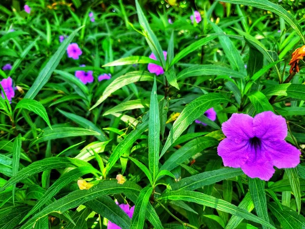 Цветущие Цветы Фоне Травы — стоковое фото