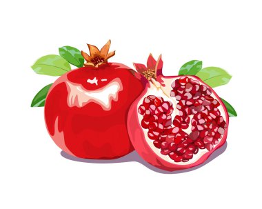 Gerçekçi vektör, izole Pomegramat seti tüm meyve ve beyaz arkaplan yaprakları ile kesim parçası, el çizimi vektör ilülasyonu