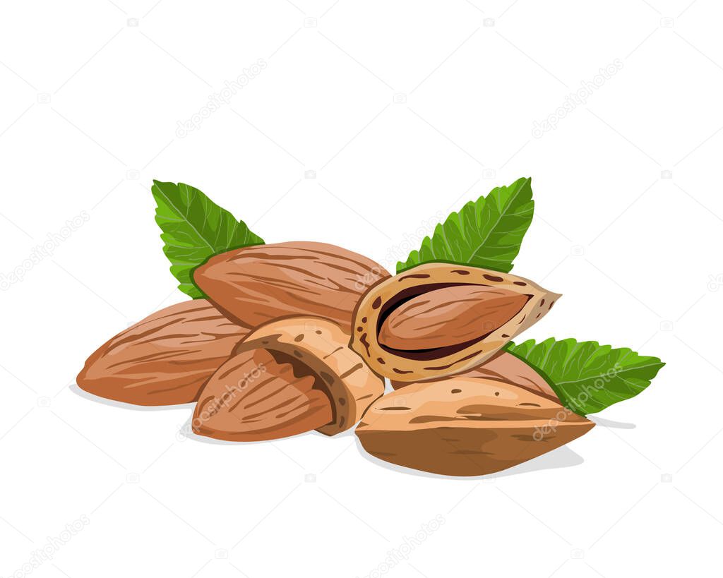 Isolated almond seeds with leaves on white background. Close up hand drawing natural ingredients vector illustration.