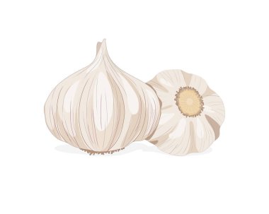 Beyaz arka planda tüm sarımsaklı nesneyi izole ettim. Gıda içeriği gerçekçi çizim vektörü çizimi. Sarımsak vektörünü kapat.