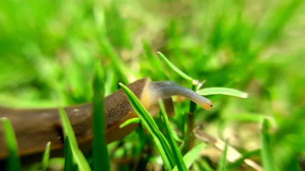 Escargot Asiatique Traverse Les Herbes Vers Destination Macro Photographie Bikram — Photo