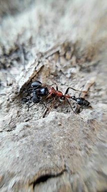 Büyük kırmızı bir karınca siyah bir karıncayla dövüşüyor, Macro fotoğrafçılık, Bikram Khanra 
