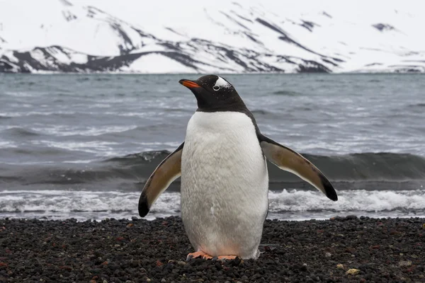 Το Gentoo πιγκουίνος — Φωτογραφία Αρχείου