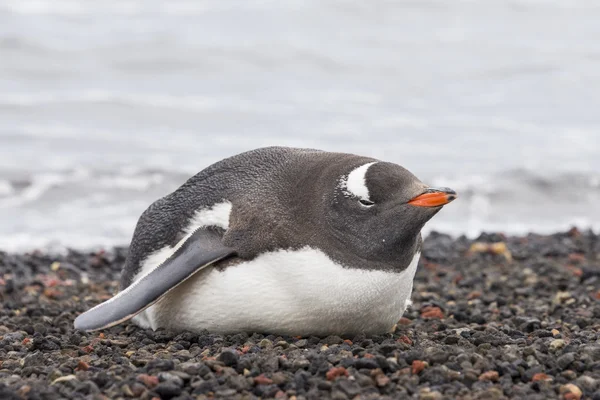 Pingüino Gentoo. — Foto de Stock