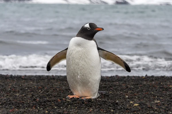 Pinguino Gentoo — Foto Stock