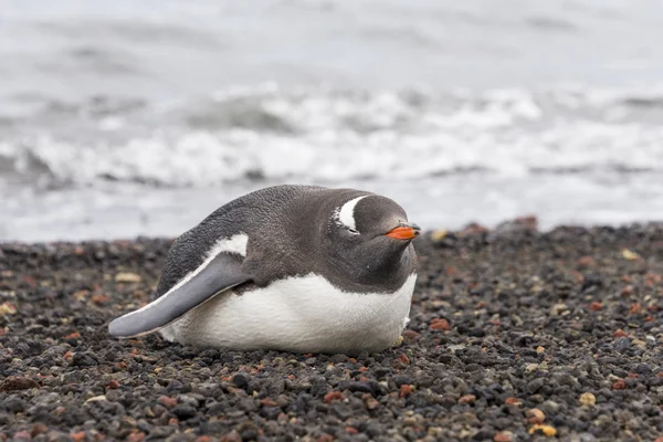 The Gentoo pinguim — Fotografia de Stock