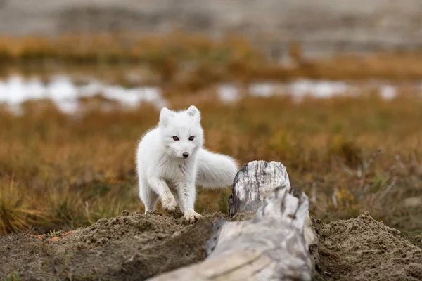 Polarfuchs Vulpes Lagopus Der Wilden Tundra Polarfuchs Strand — Stockfoto