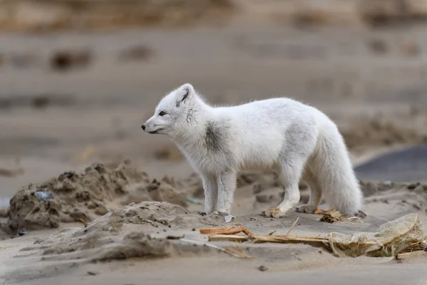 Polarfuchs Vulpes Lagopus Der Wilden Tundra Polarfuchs Strand — Stockfoto