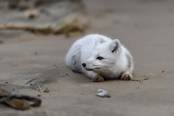 北冰洋狐狸 Vulpes Lagopus 在荒原冻原 北极狐狸躺在地上 — 图库照片