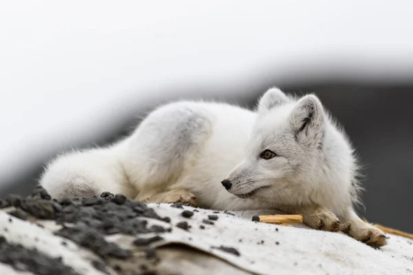 Polarfuchs Vulpes Lagopus Der Wilden Tundra Polarfuchs Lügt — Stockfoto