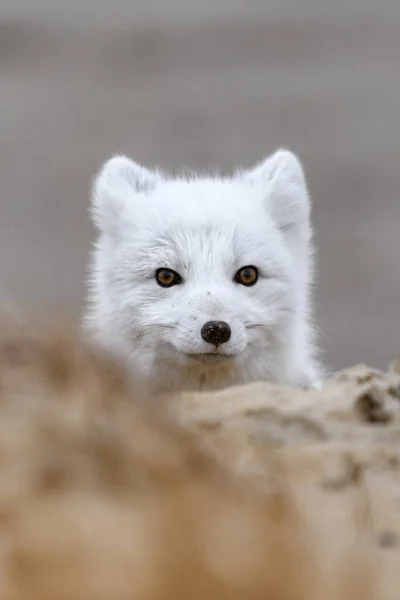 Polarfuchs Vulpes Lagopus Der Wilden Tundra Polarfuchs Hat Sich Versteckt — Stockfoto
