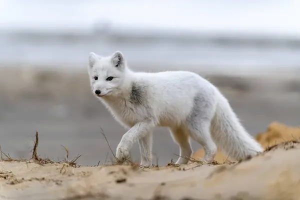 Sarki Róka Vulpes Lagopus Wilde Tundrán Sarkvidéki Róka Tengerparton — Stock Fotó