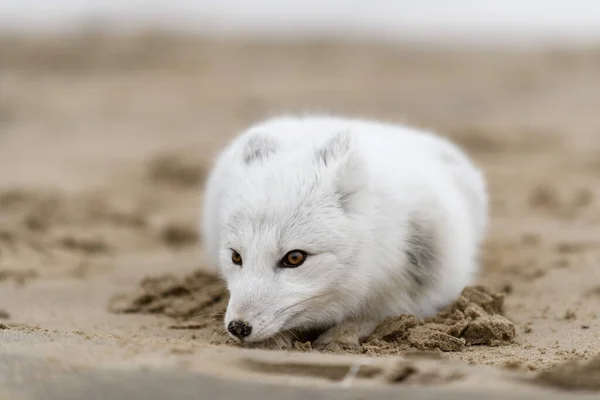 北冰洋狐狸 Vulpes Lagopus 在荒原冻原 海滩上的北冰洋狐狸 — 图库照片