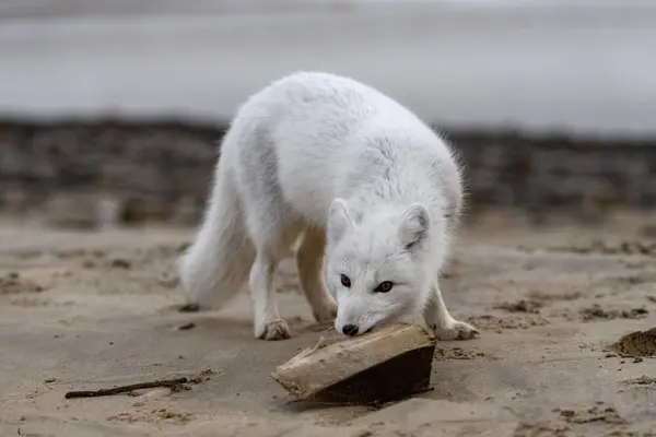 Polarfuchs Vulpes Lagopus Der Wilden Tundra Polarfuchs Spielt Mit Holz — Stockfoto