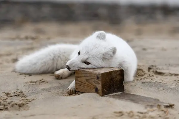 北冰洋狐狸 Vulpes Lagopus 在荒原冻原 北极狐狸玩木柴 — 图库照片