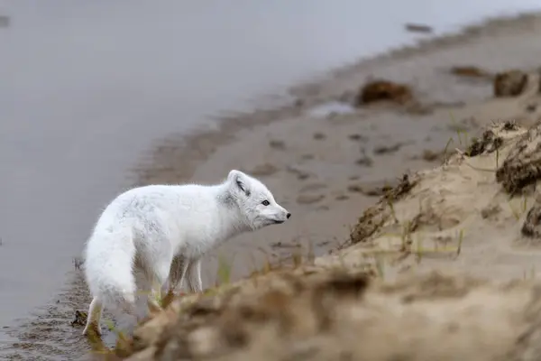 Polarfuchs Vulpes Lagopus Der Wilden Tundra Polarfuchs Strand — Stockfoto