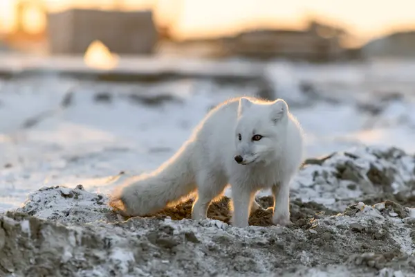 Arktisk Räv Vintern Sibirisk Tundra Vid Solnedgången — Stockfoto