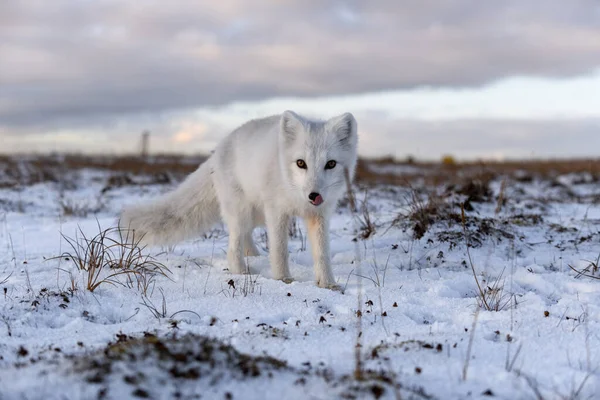 Sarkvidéki Róka Télen Szibériai Tundrán — Stock Fotó