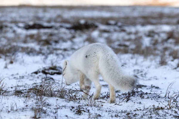 Zorro Ártico Invierno Tundra Siberiana — Foto de Stock