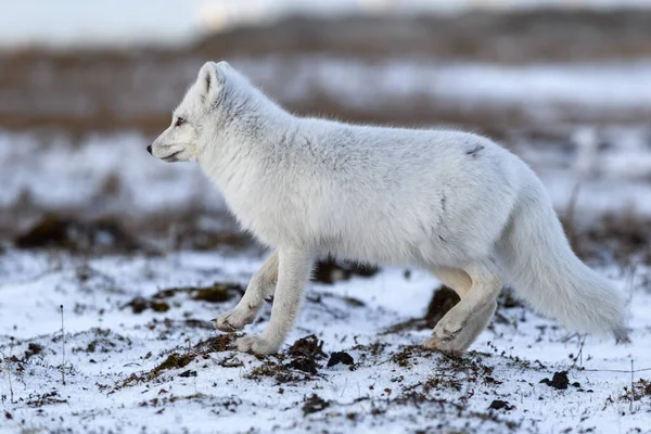 Zorro Ártico Invierno Tundra Siberiana — Foto de Stock