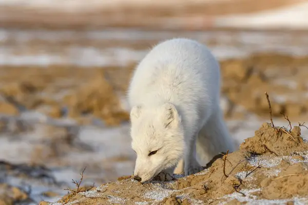 Renard Arctique Hiver Dans Toundra Sibérienne Gros Plan — Photo