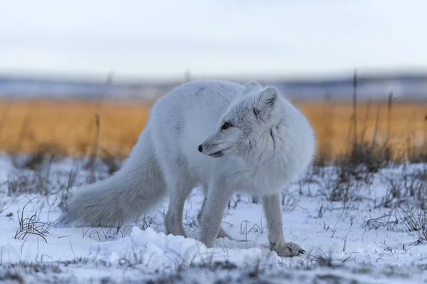 Polarfuchs Winter Der Sibirischen Tundra Aus Nächster Nähe — Stockfoto