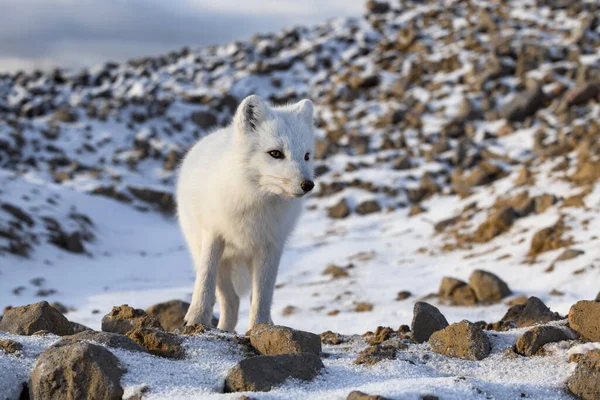 Renard Arctique Hiver Dans Toundra Sibérienne — Photo