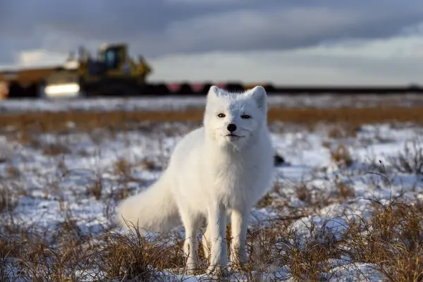 Arktisk Räv Vintern Sibirisk Tundra Med Industriell Bakgrund — Stockfoto