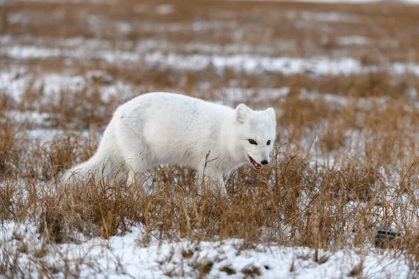 Renard Arctique Hiver Dans Toundra Sibérienne — Photo