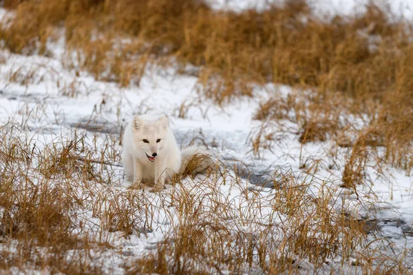 Zorro Ártico Invierno Tundra Siberiana — Foto de Stock