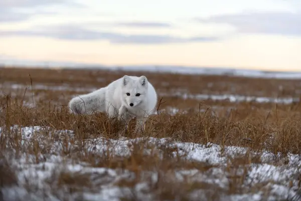 Арктическая Лиса Зимой Сибирской Тундре — стоковое фото